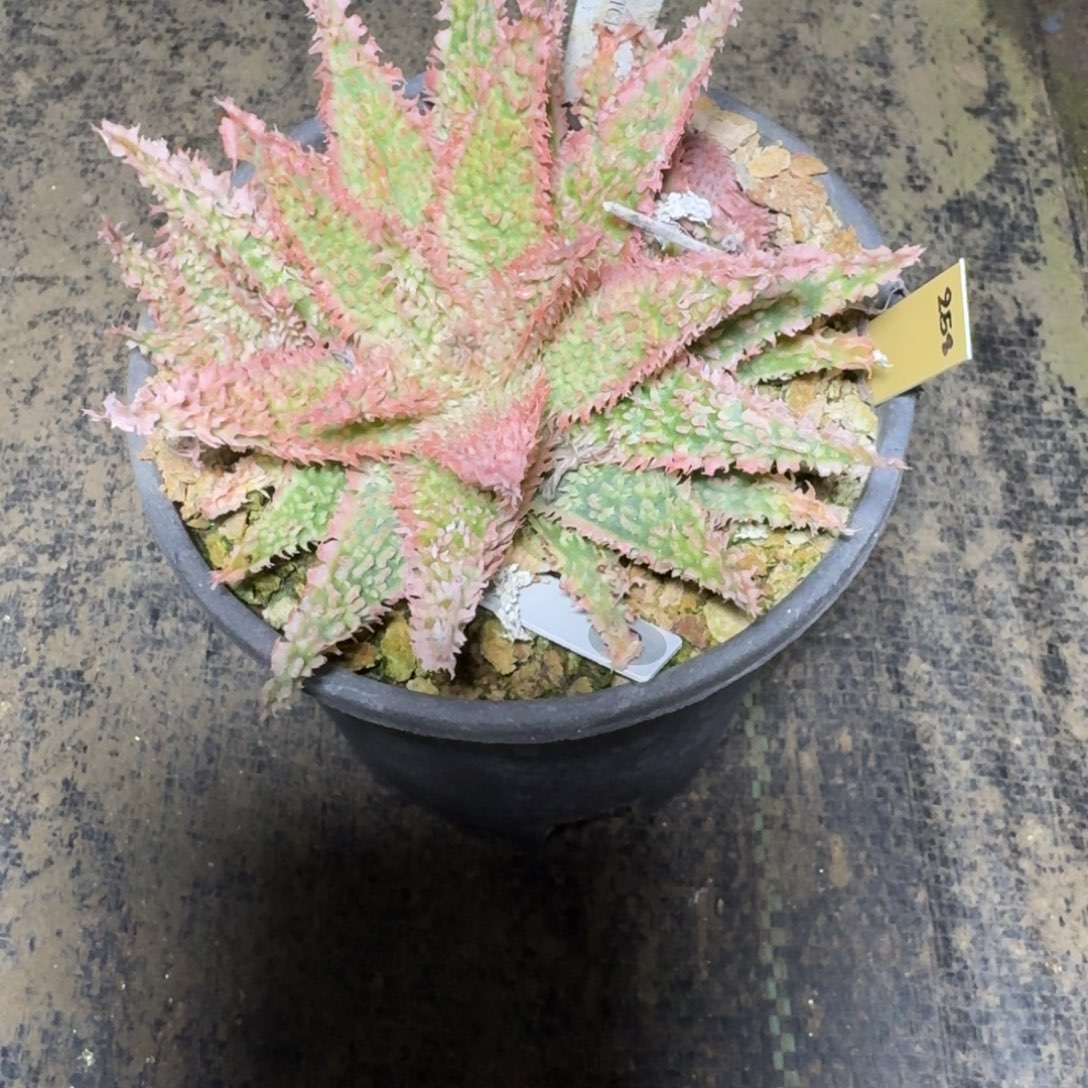 TCT芦荟多肉植物一物一拍