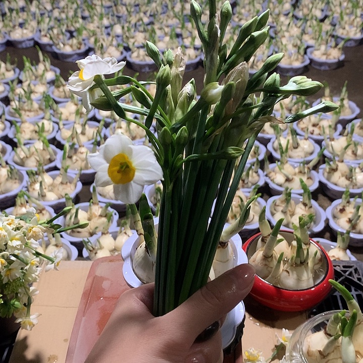 完全开放水仙花支