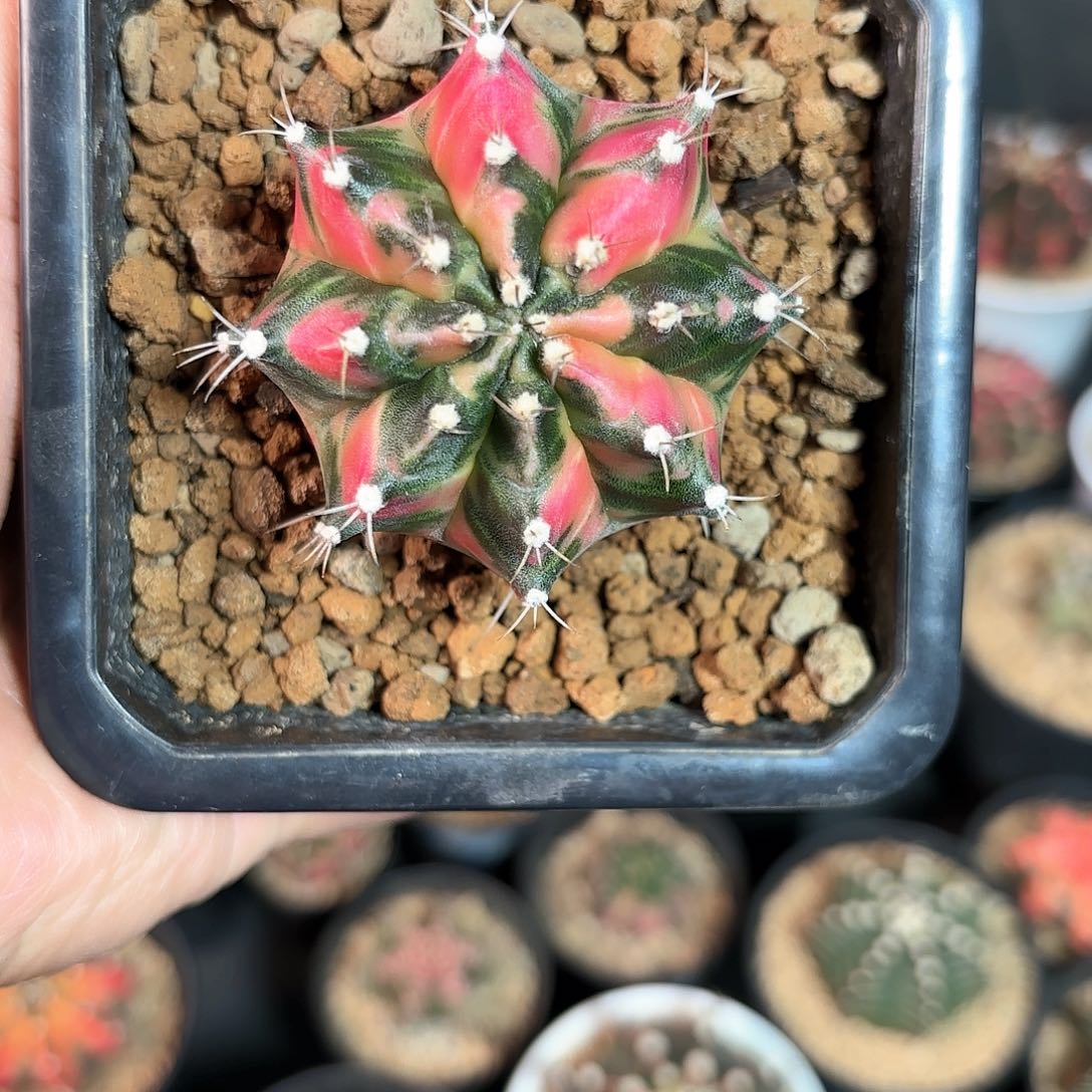 泰系米哈仙人球280