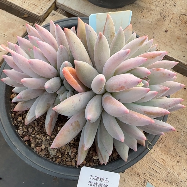 闪购精品多肉228号