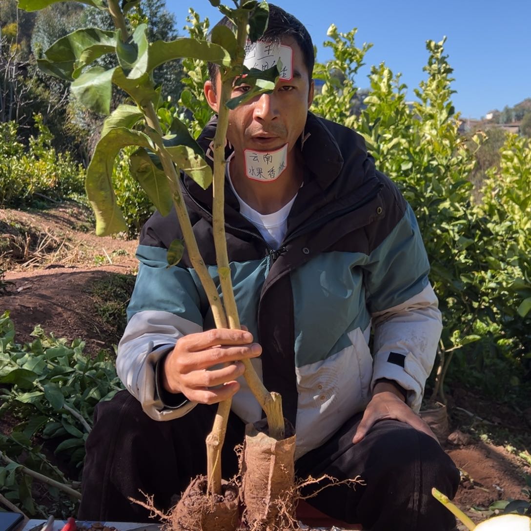 龙***愿无花朵3998两颗香橼