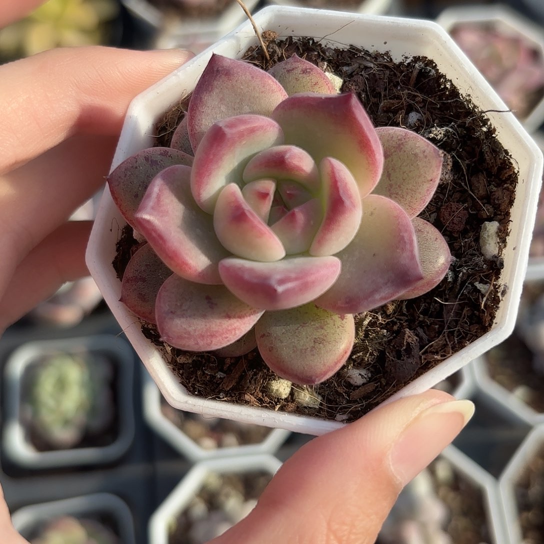 精品夜魔侠多肉植物