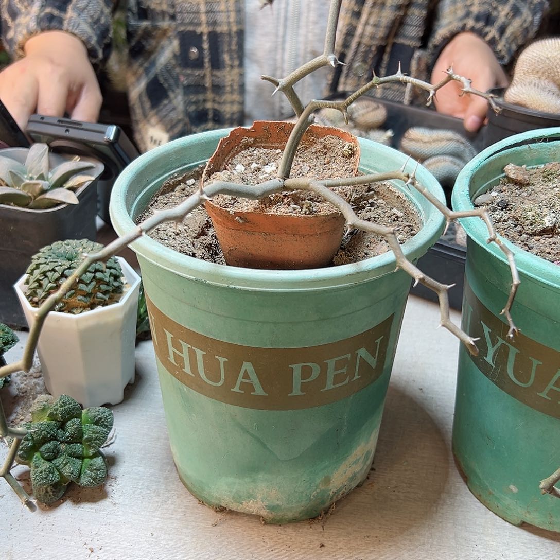 弯曲龙带盆1颗1颗