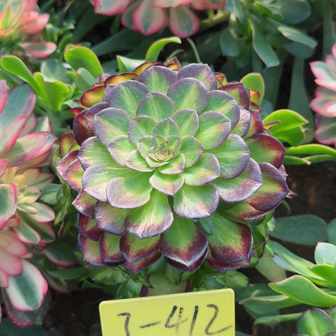 3-412--+多头多肉植物