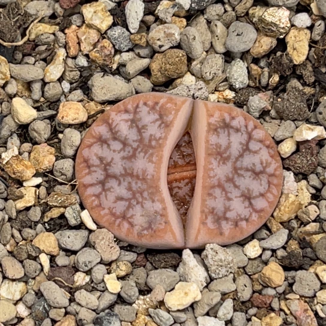 5571睫毛拿铁309a尺寸2.2