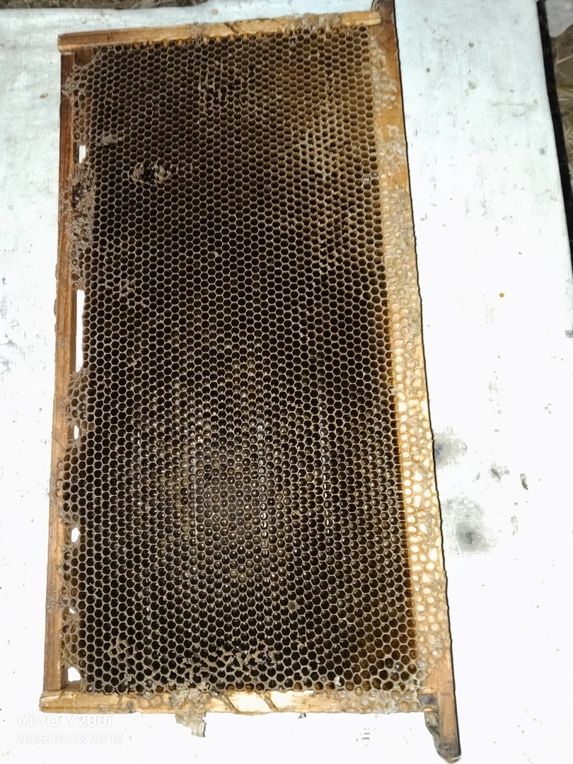 造好的意蜂巢脾养蜂，繁蜂直接用，蜂脾养蜂工具，蜜脾，蜂脾老巢脾