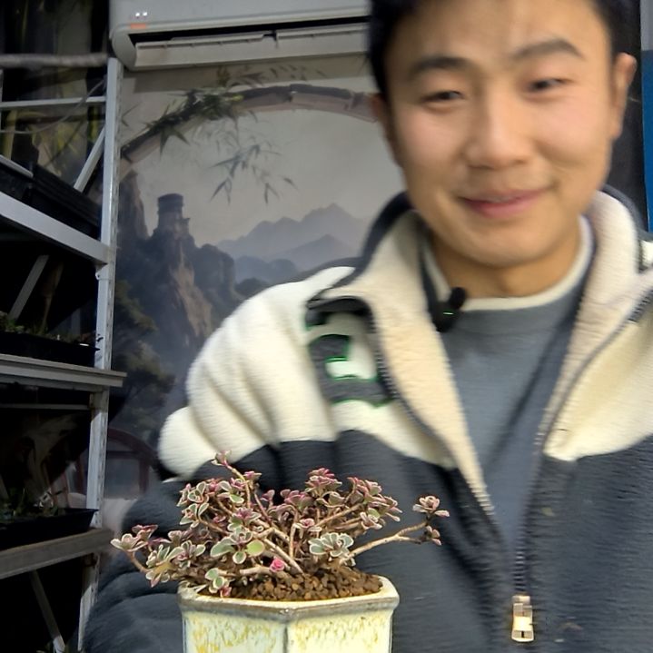 依***你中青园艺一物一拍花490