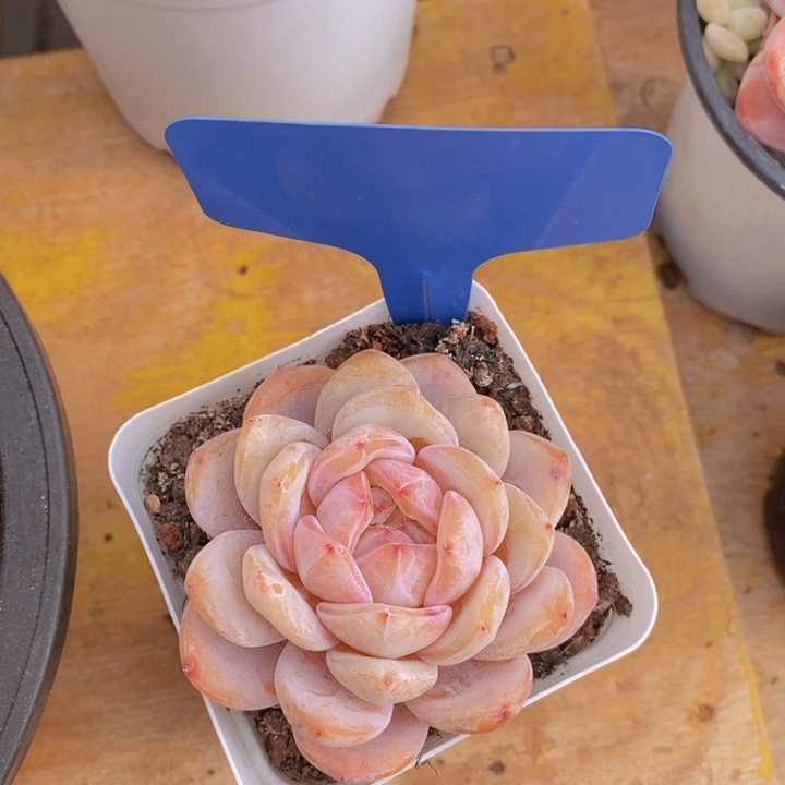 多肉植物，开心多肉