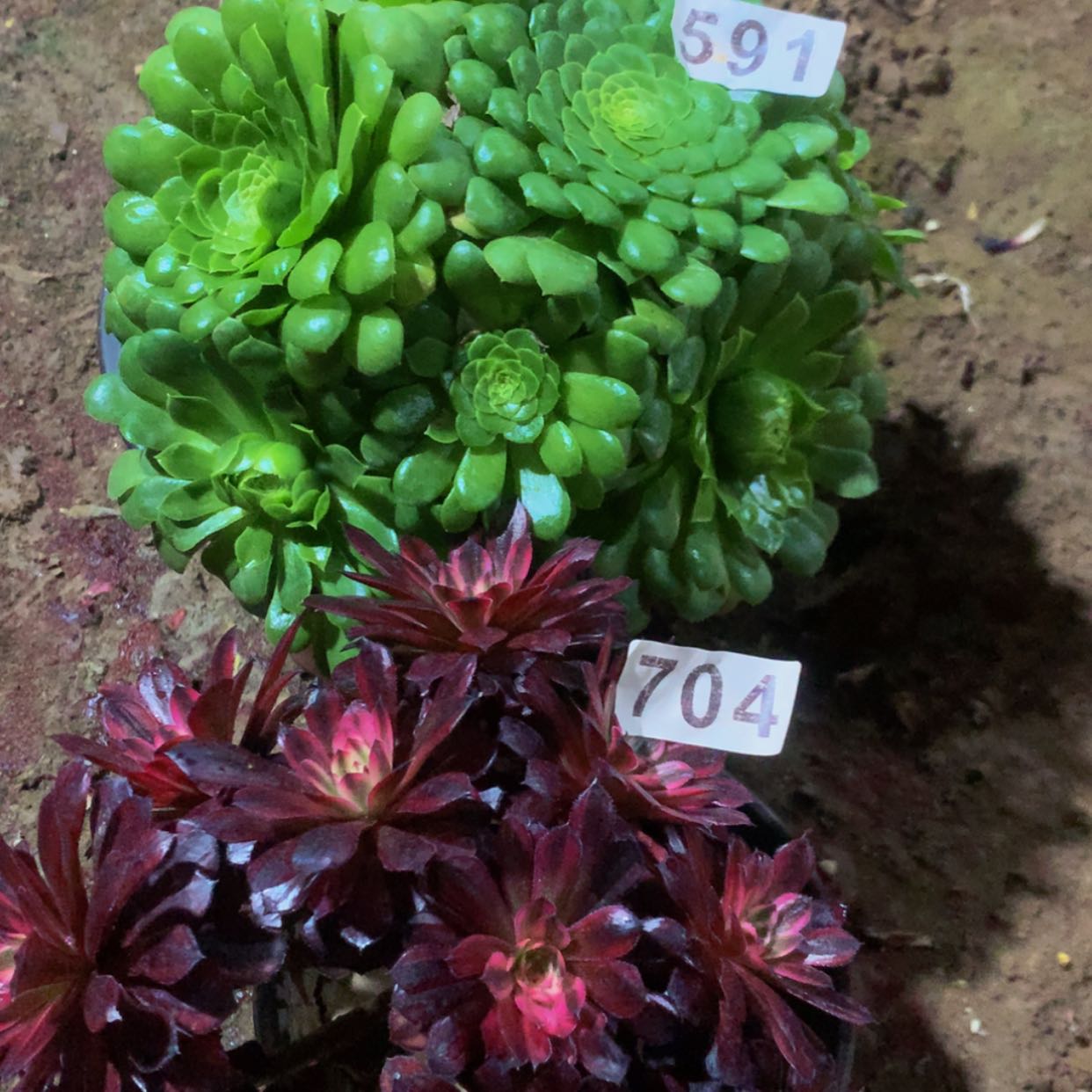 【闪购商品】704591天鹅翡翠冰多肉