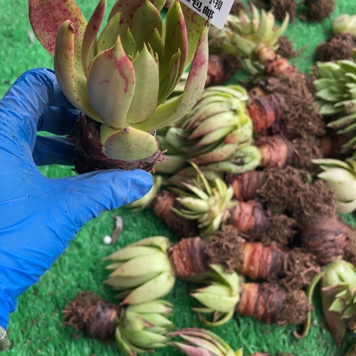   968号坎戴多肉植物