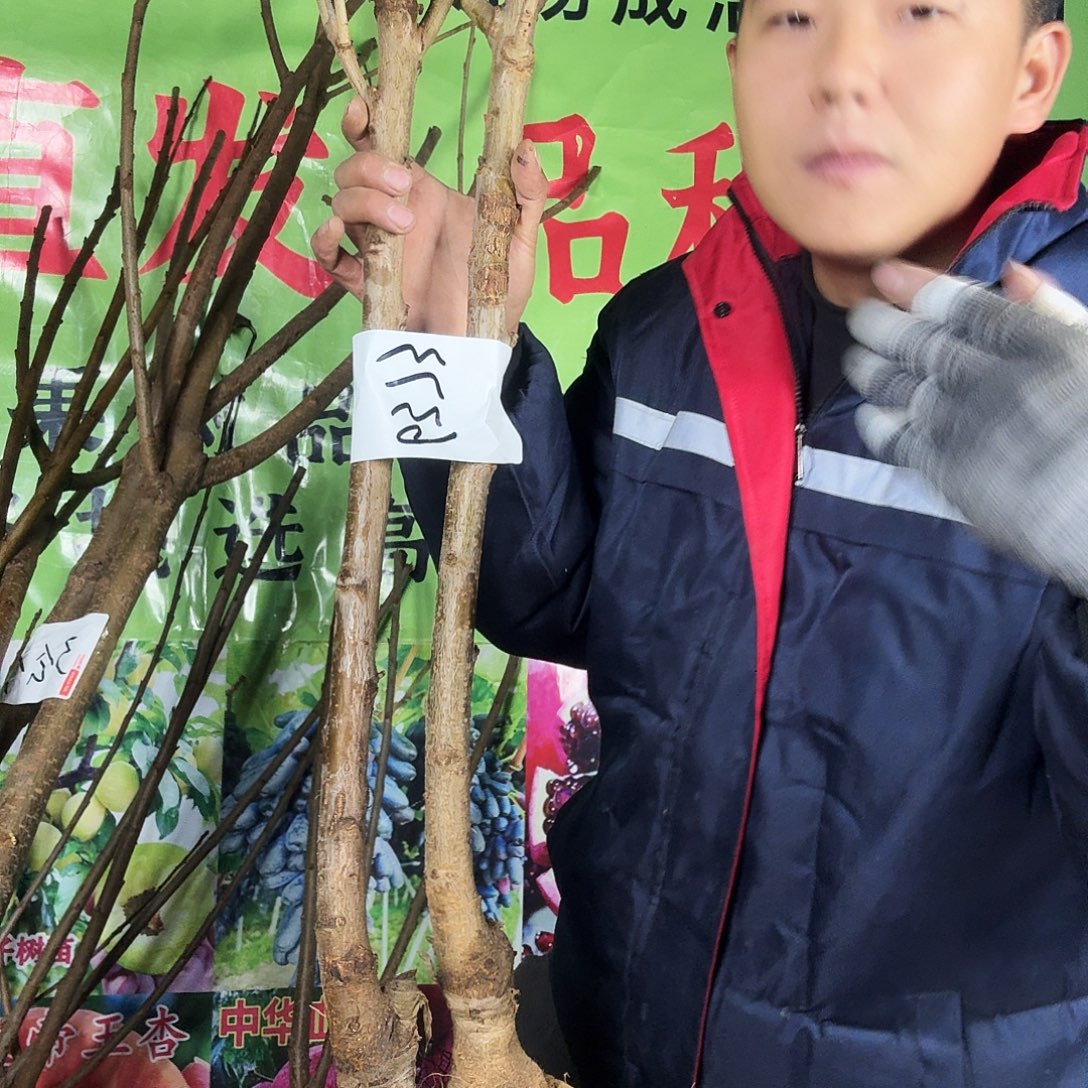 一***一物一拍，布鲁克斯和黑珍珠
