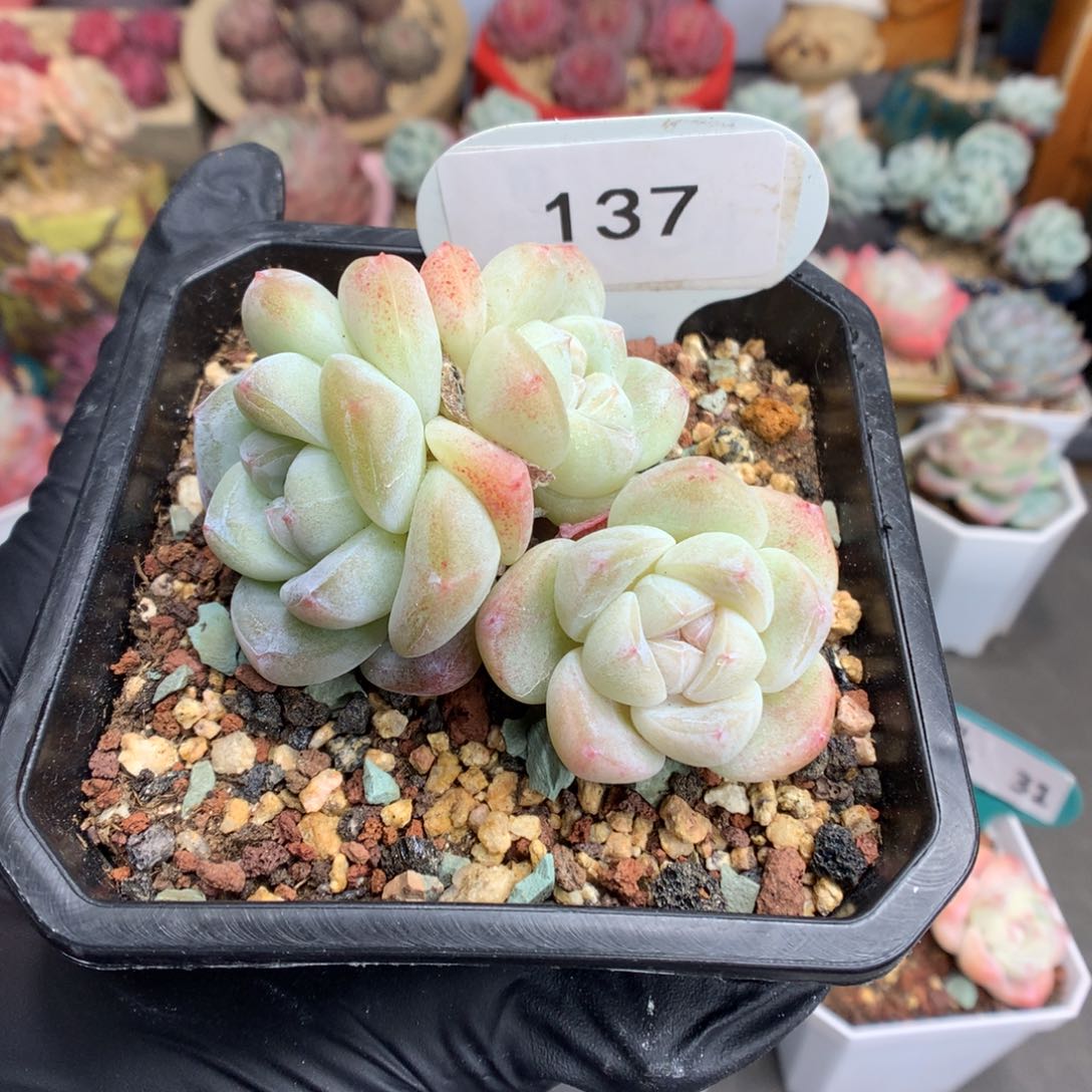 137 三头带崽粉透冰玉