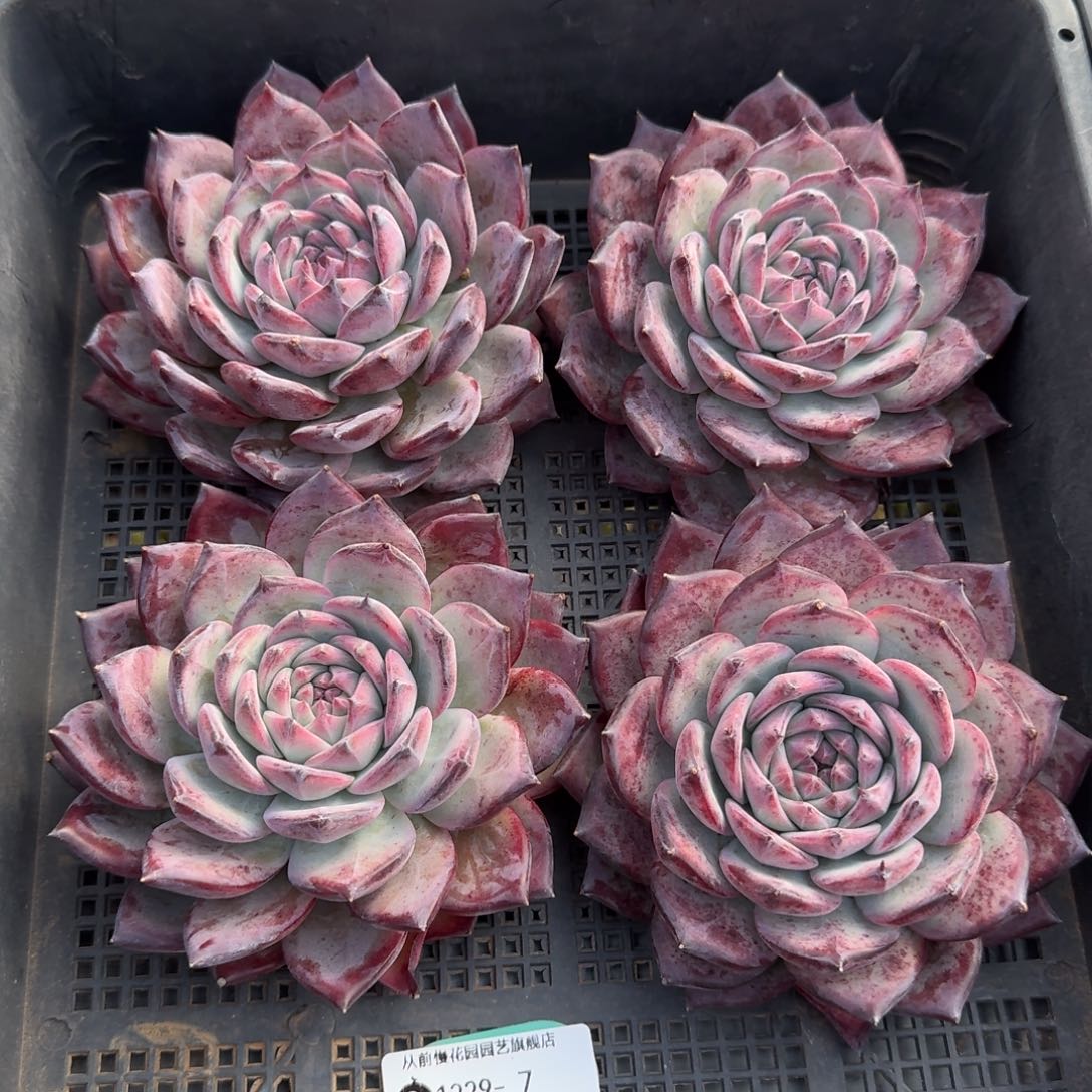 从前慢多肉精选编号1229.7量