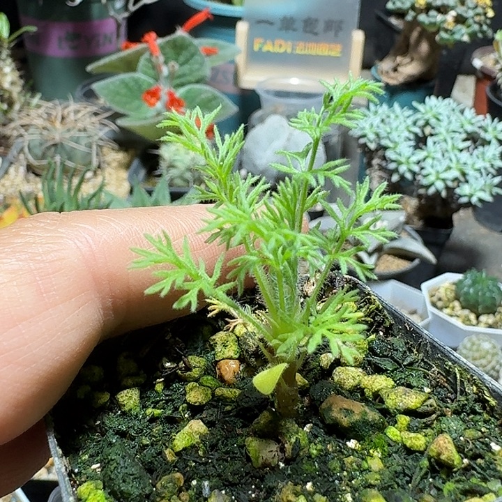 182出云洋葵带盆发货一个随机