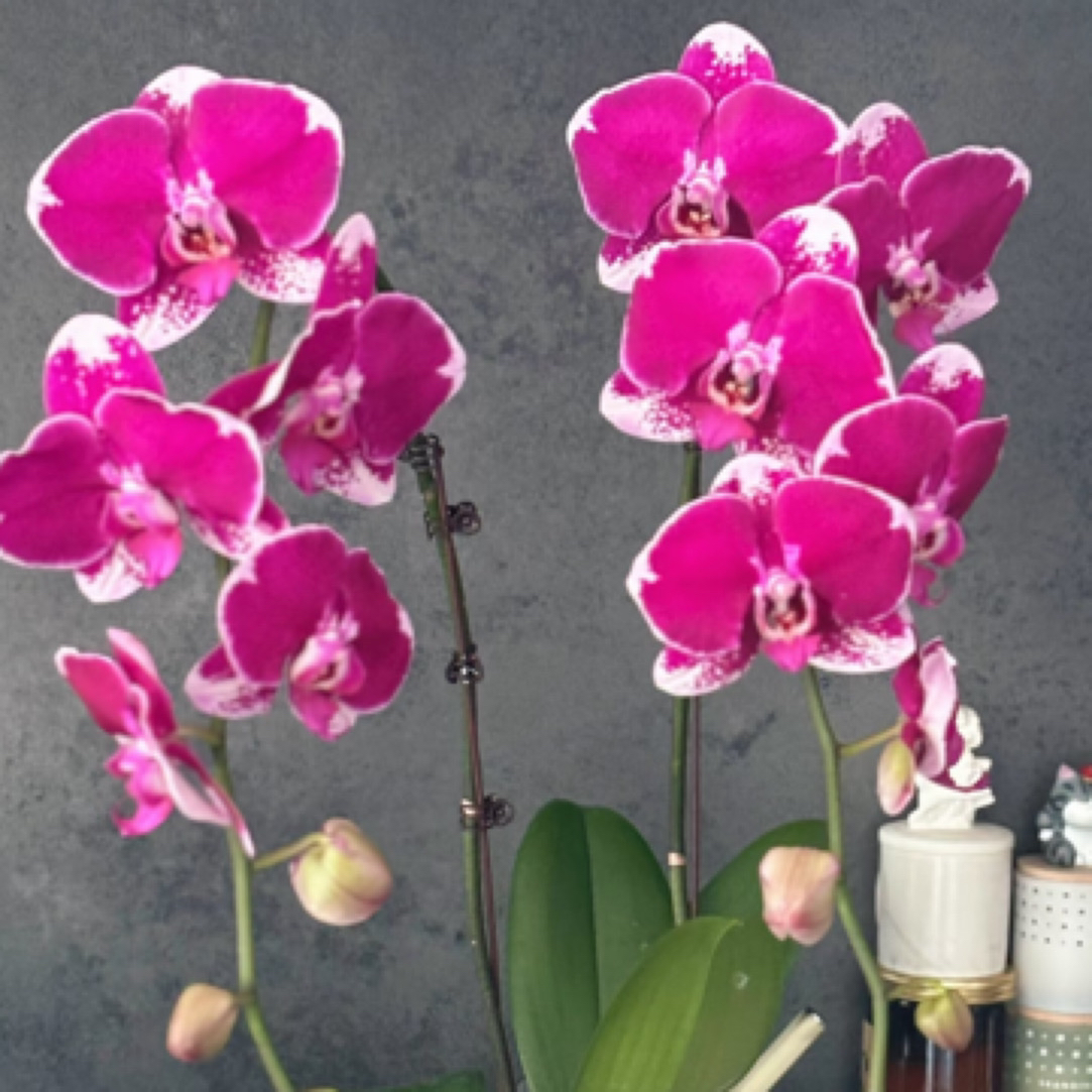 蝴蝶兰——(五星上将)开花发货