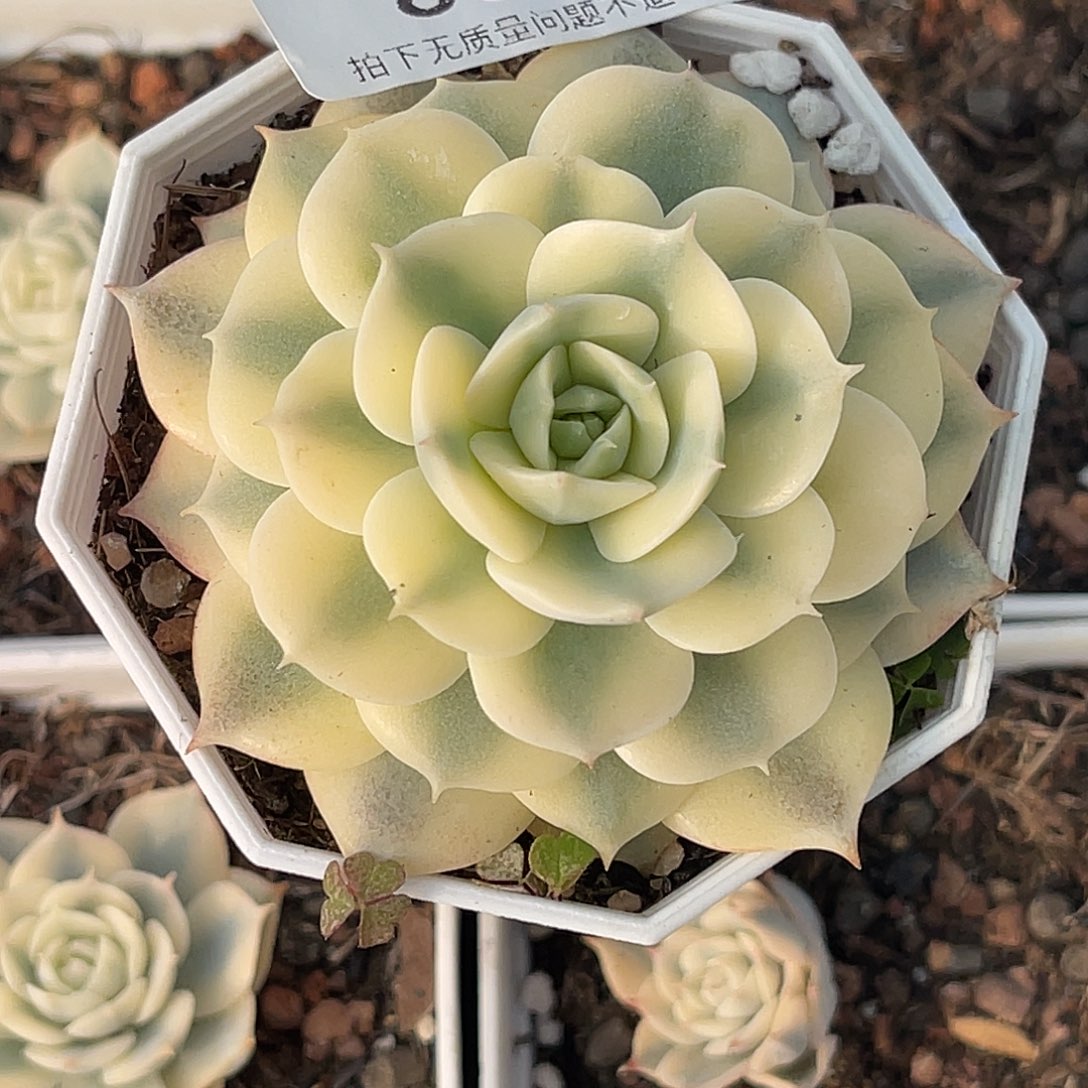 尚品园艺福利锦8029