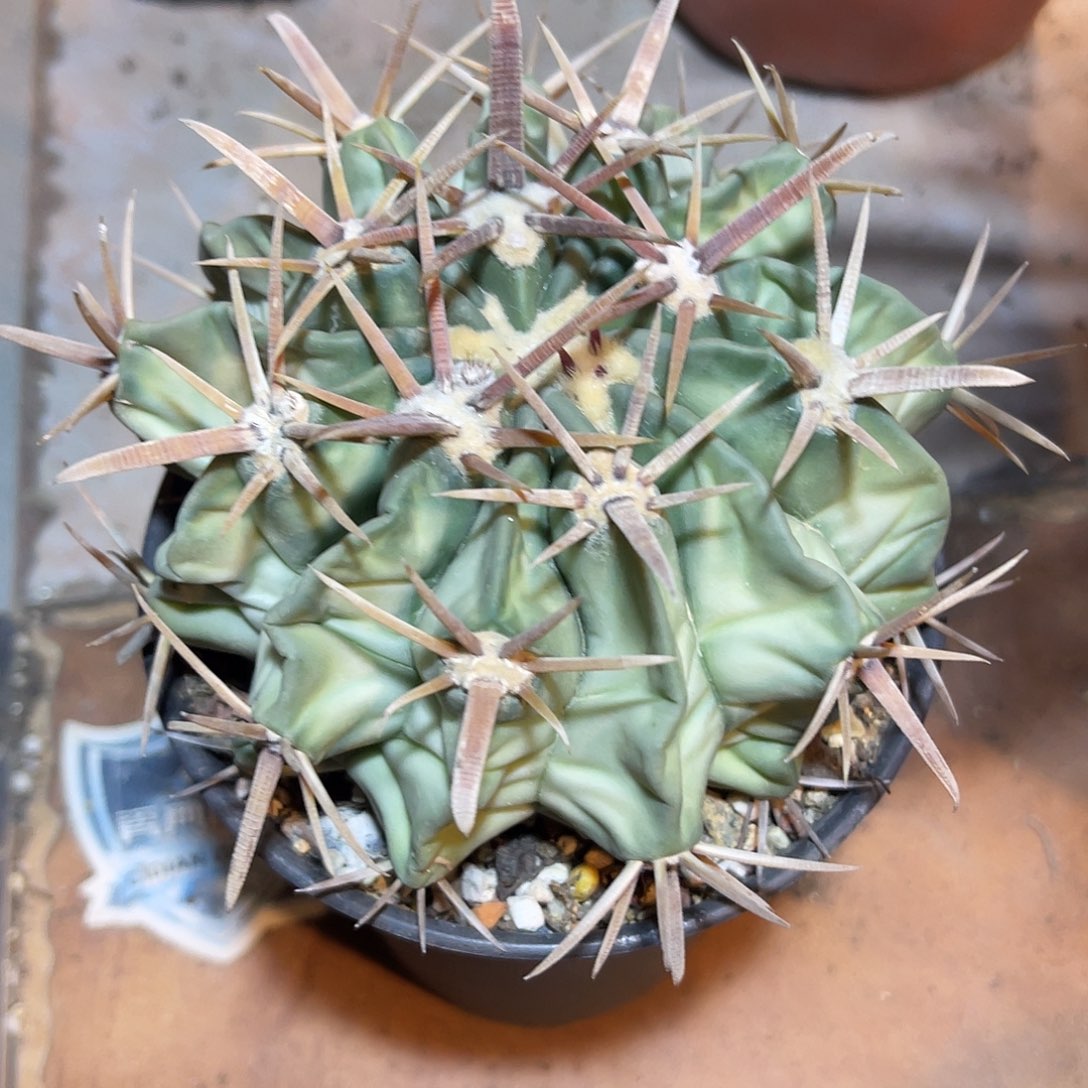 宽刺凌波13CM左右