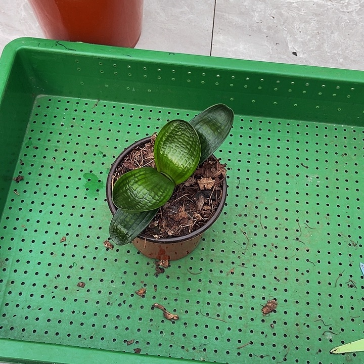 完全开放圆娃娃寄养