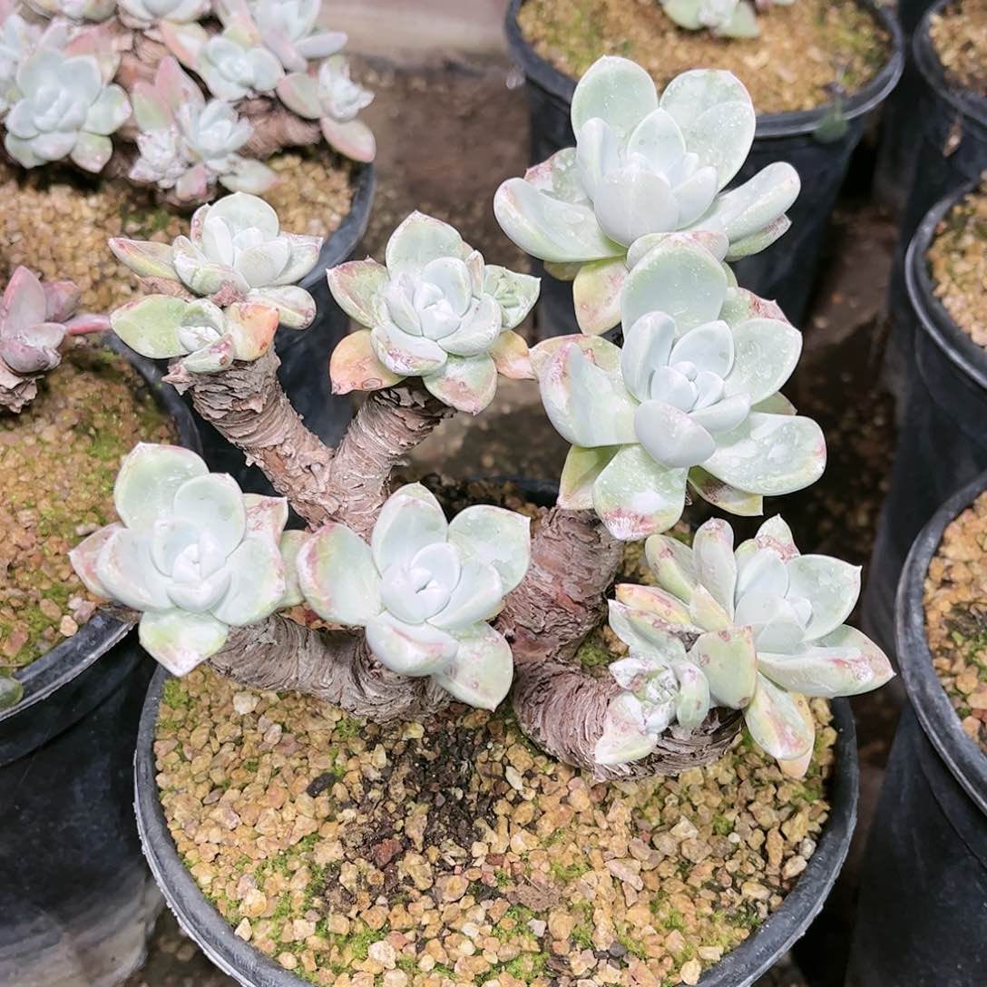 @***姐原产地泡芙仙女杯多肉