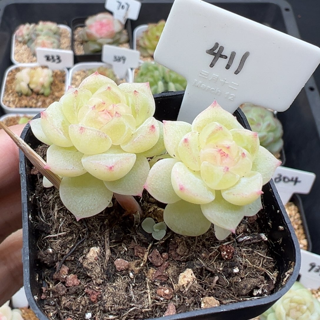 3****411号财富密码8888