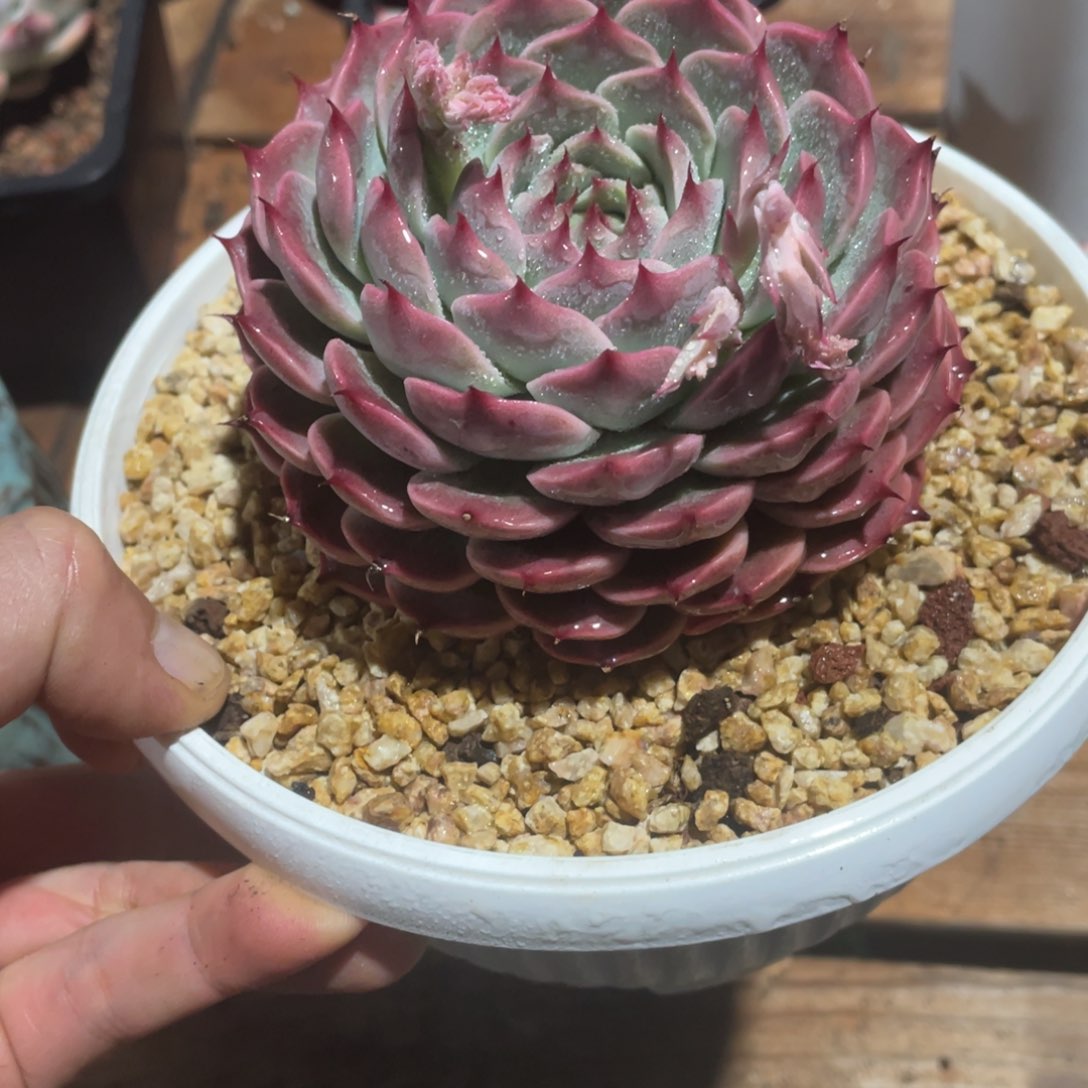 淘多肉月影系新品叠叶