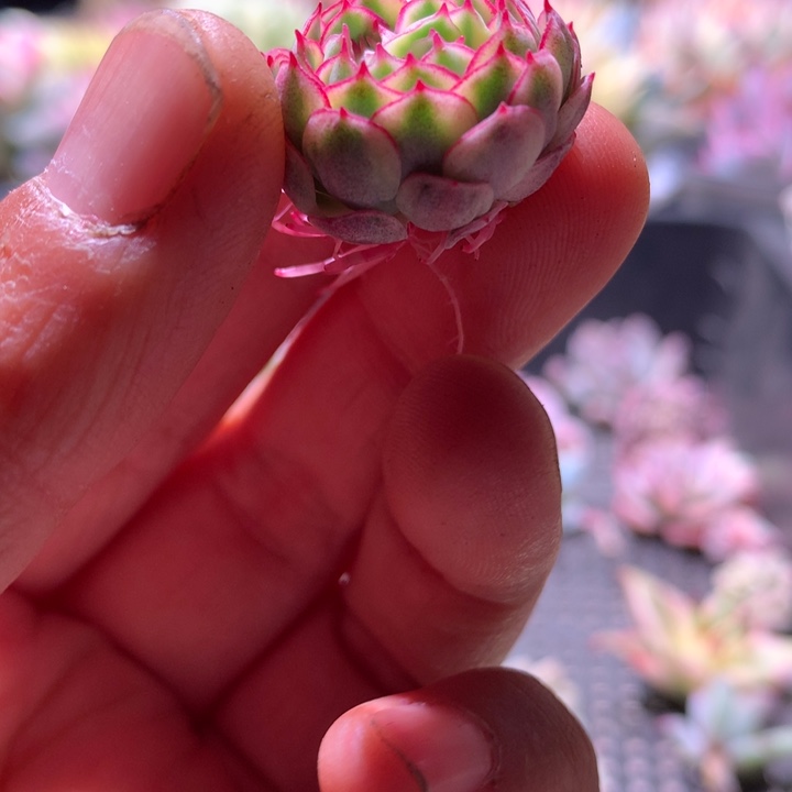 梦幻玫瑰锦有根有根