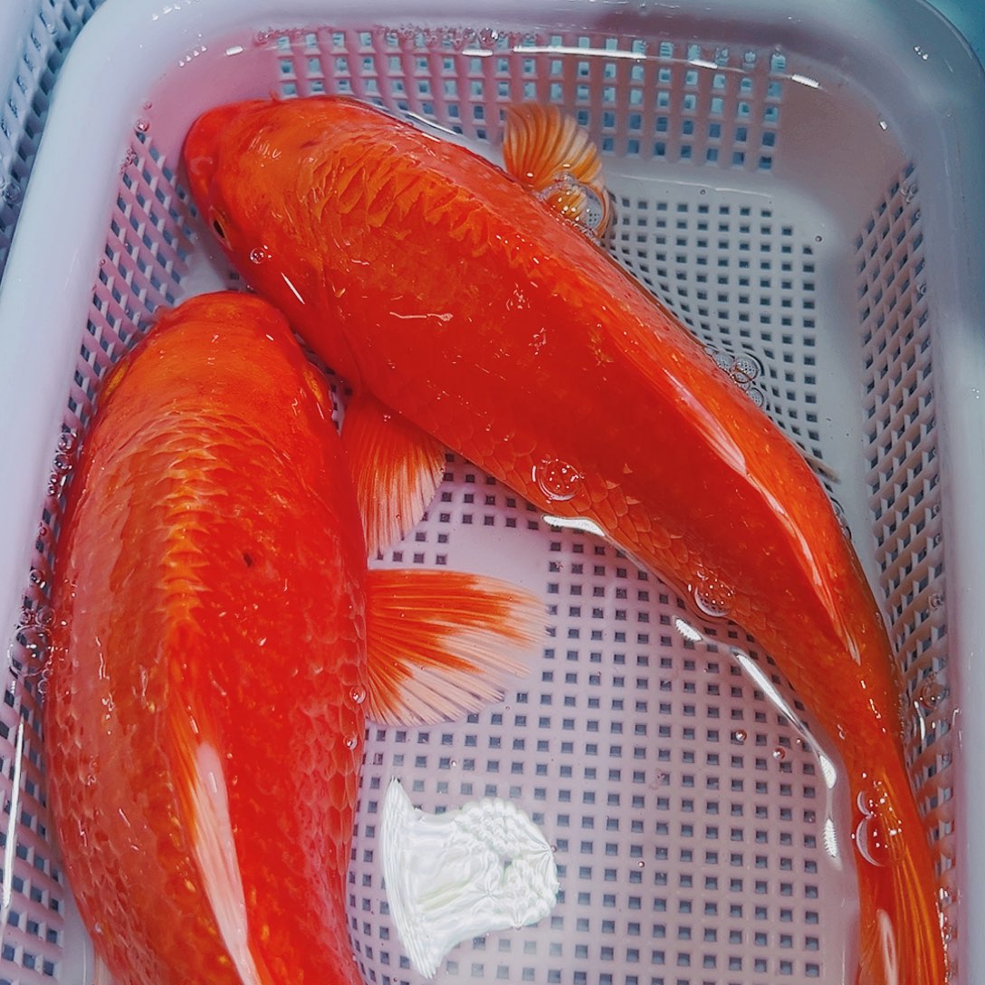 锦鲤锦鲤冷水鱼观赏鱼118