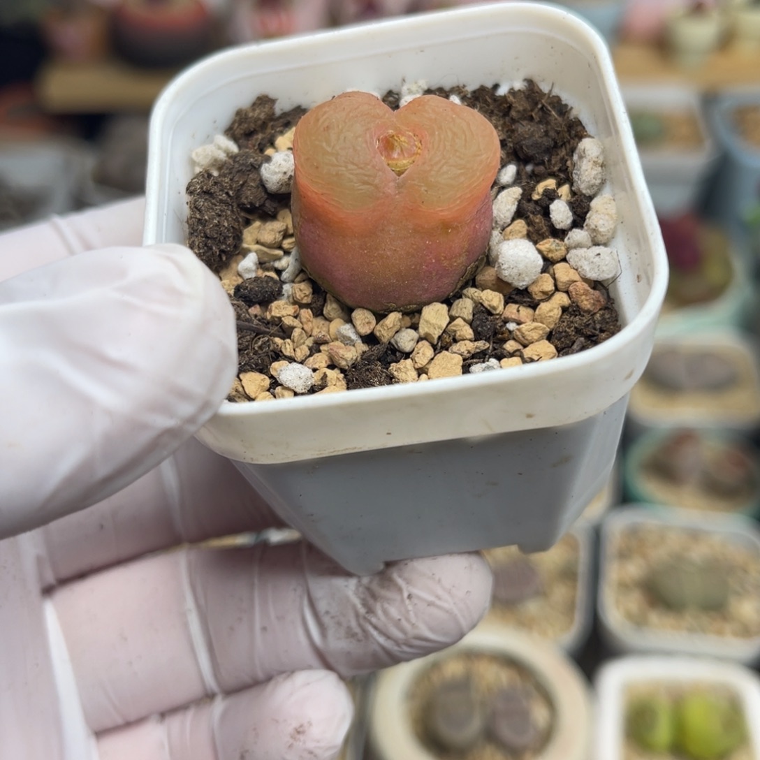 多肉植物一物一拍114