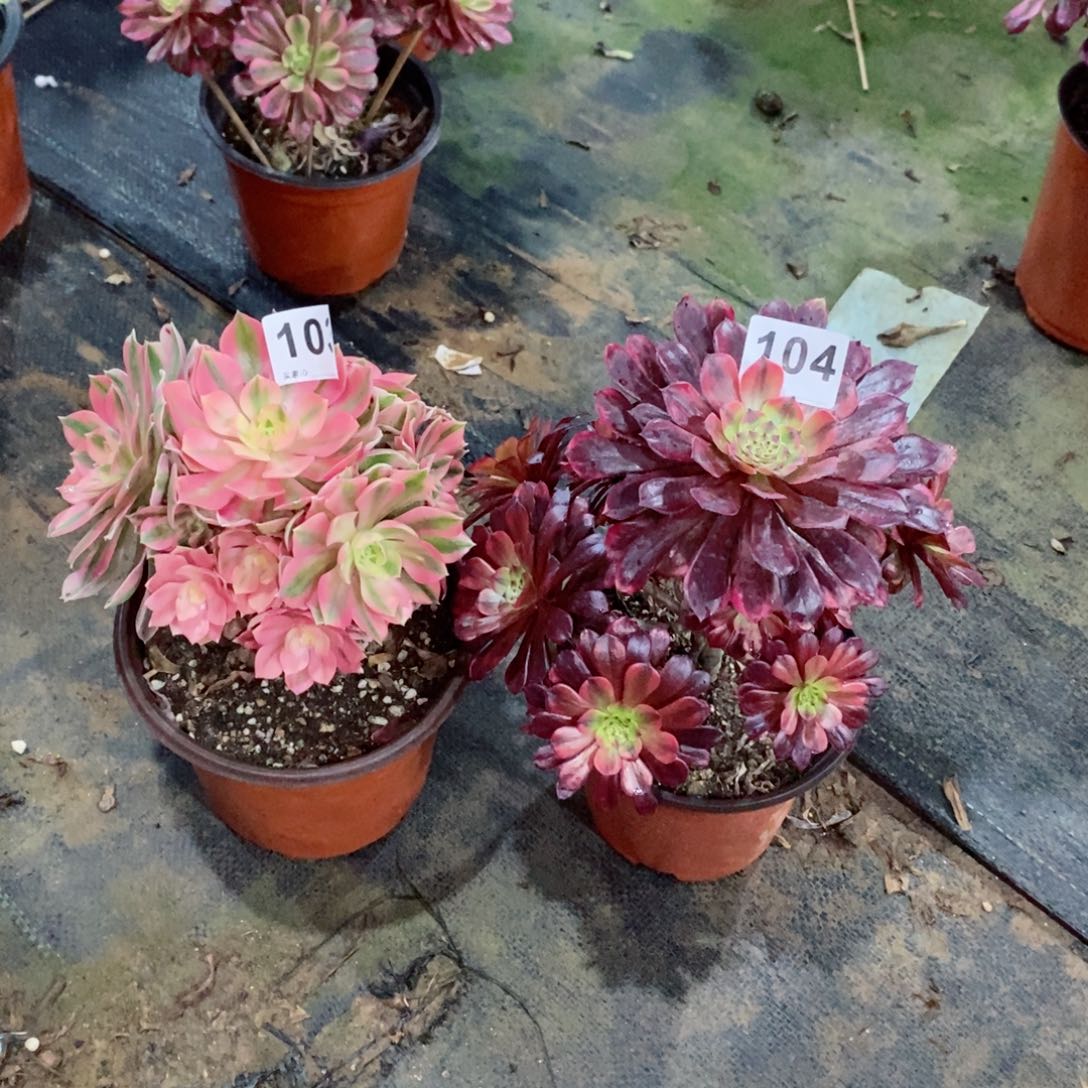 夜**光组合103104多肉1111