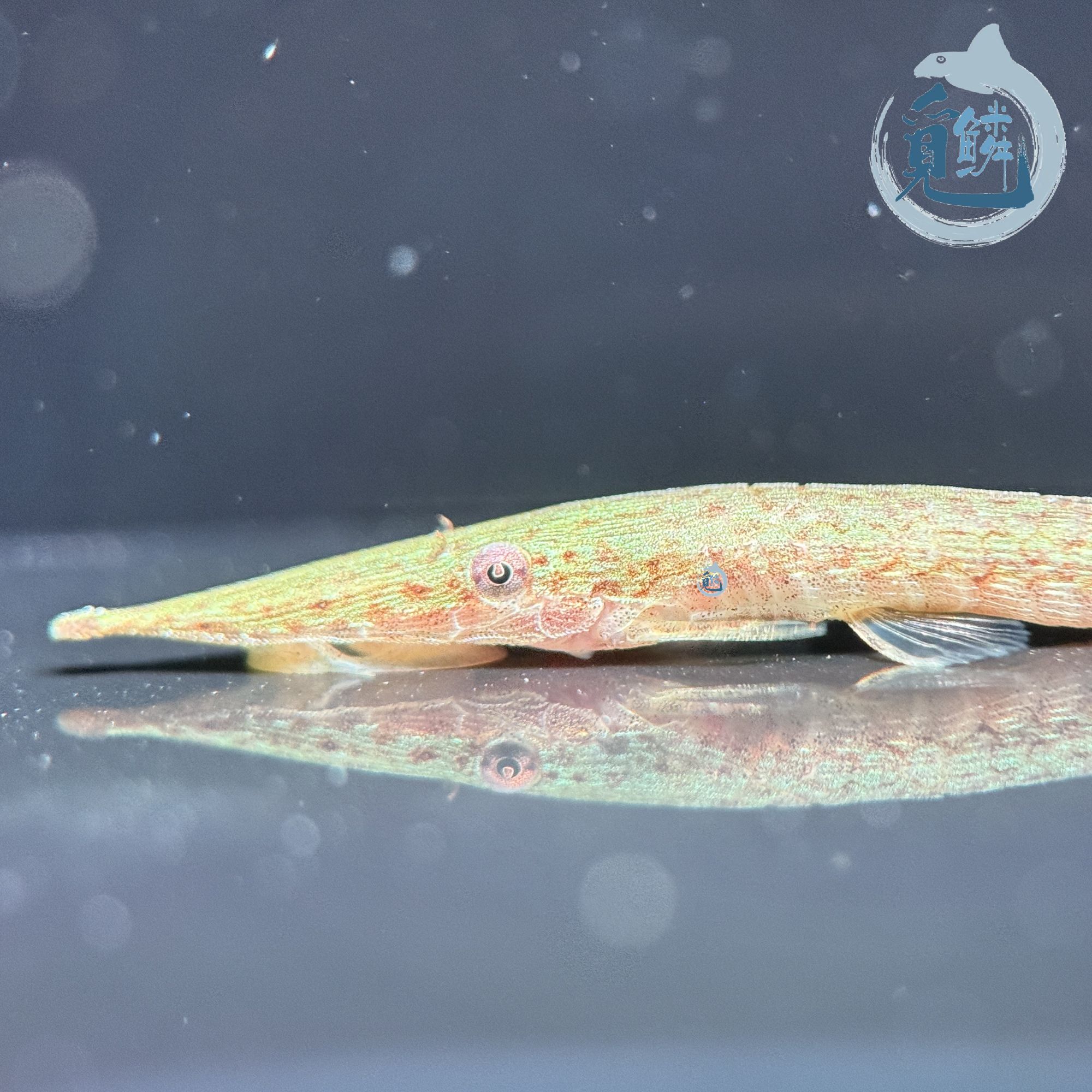 觅鳞南美水族野采绿色直升机观赏鱼清洁工具鱼除藻底层