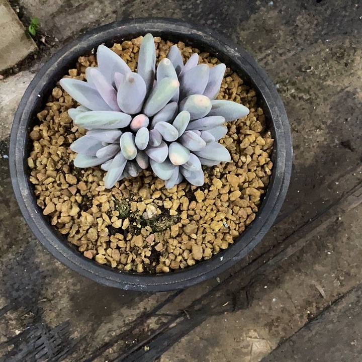 立****一物一拍一物一拍