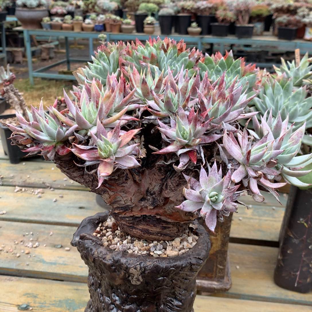 雪奴，多肉植物啦啦啦啦啦