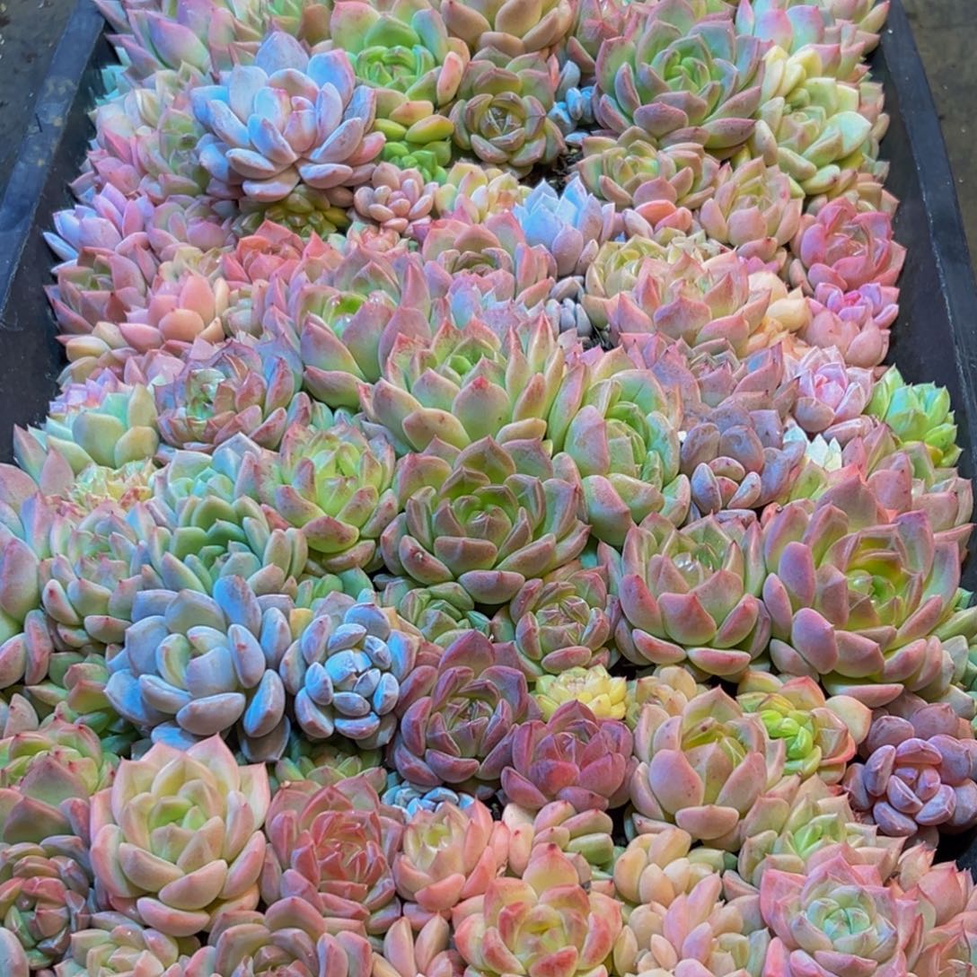 957多肉葡萄领导人物