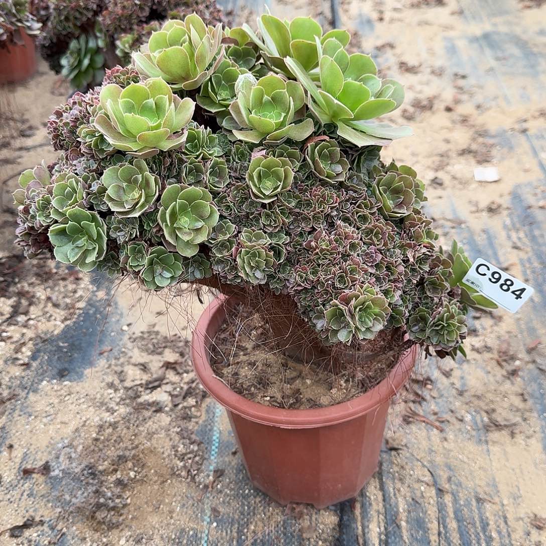 984玫瑰朵朵一颗呀呀