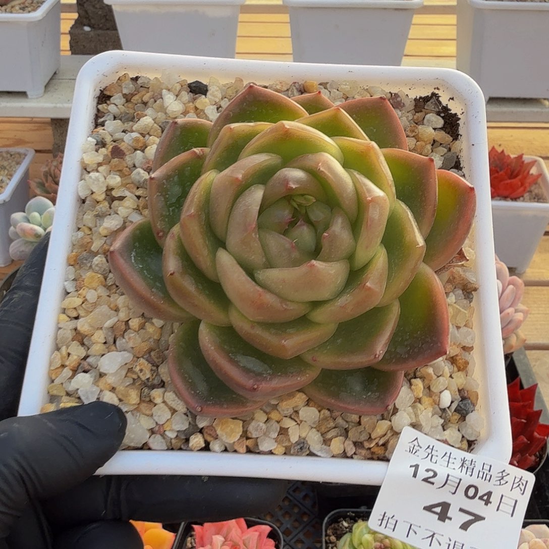 1204-47翠花珍妮大