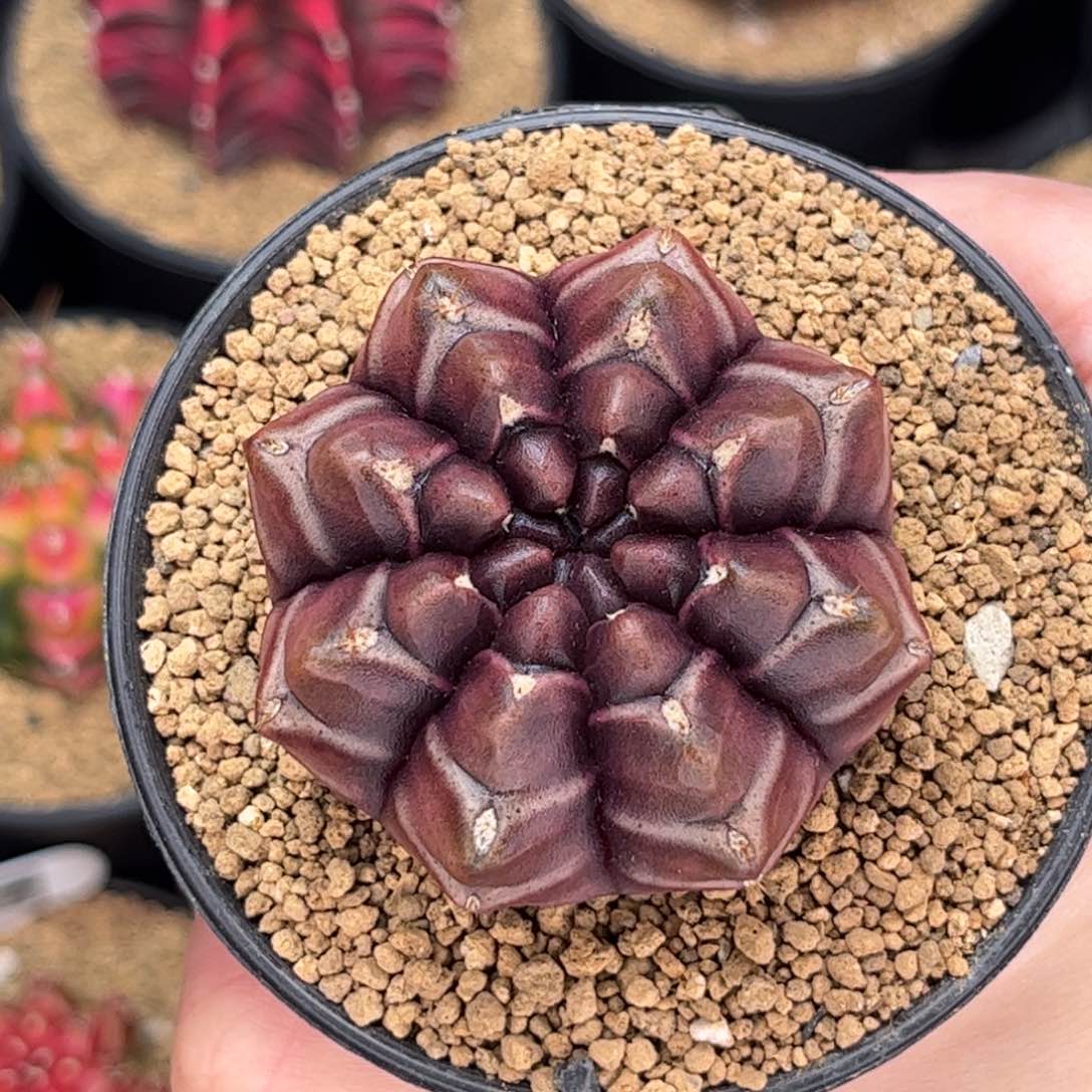 实生龟甲梦想 米哈仙人球