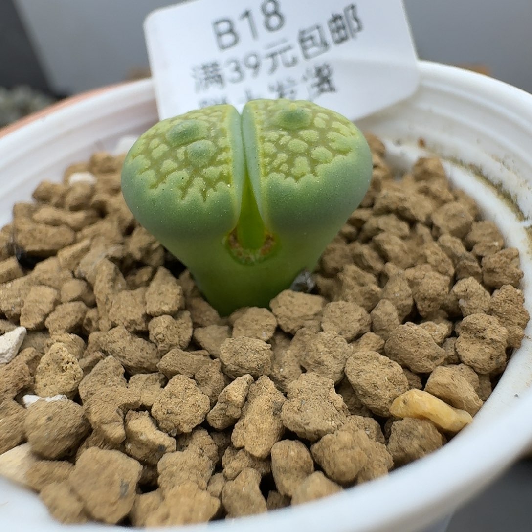 18侧面一点点干疤不影响美观