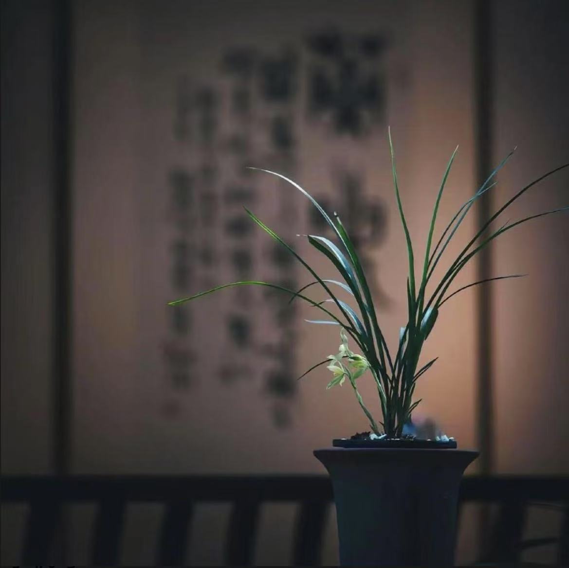 福袋精品兰花一颗