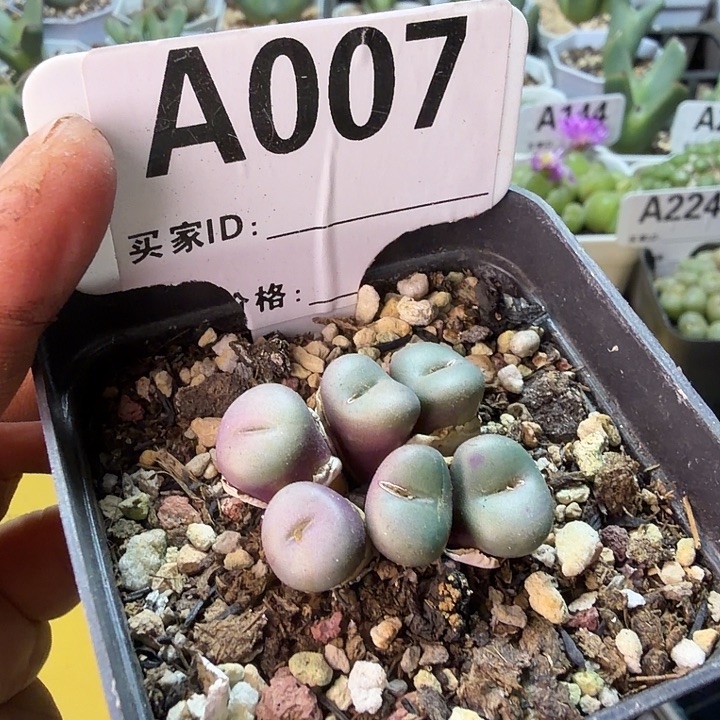 007。紫小丁肉锥38包邮