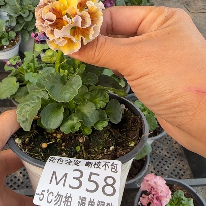 萍****无花朵M358角堇小苗一物一拍默认苗晃