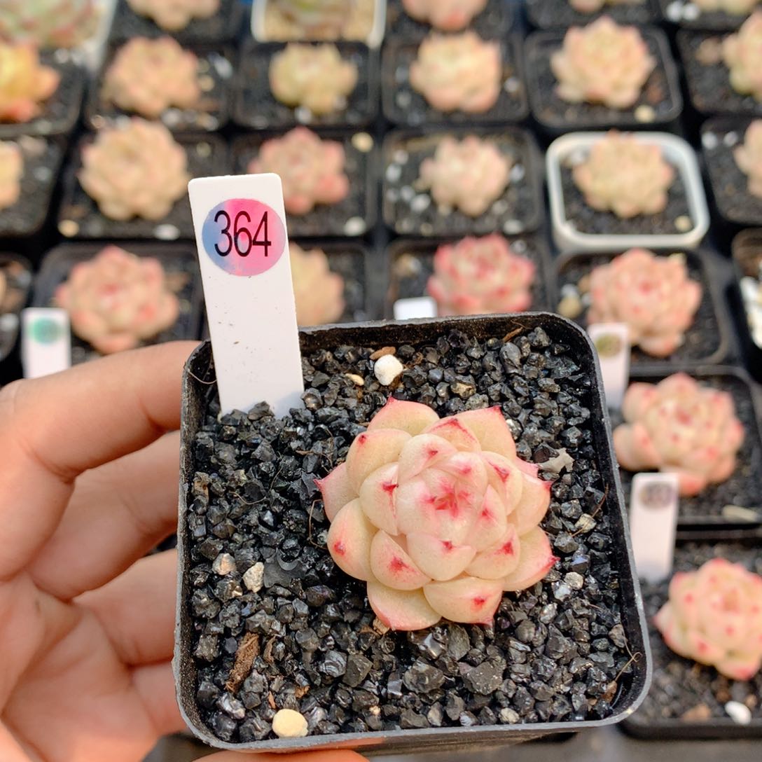 58包邮 群生不包整364