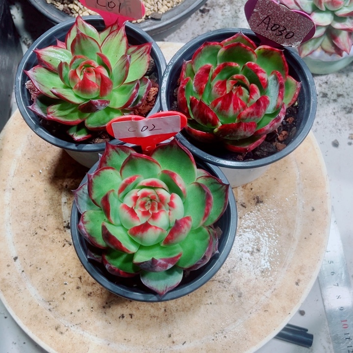 ****w惊鸿仙子多肉植物A30.C02.01