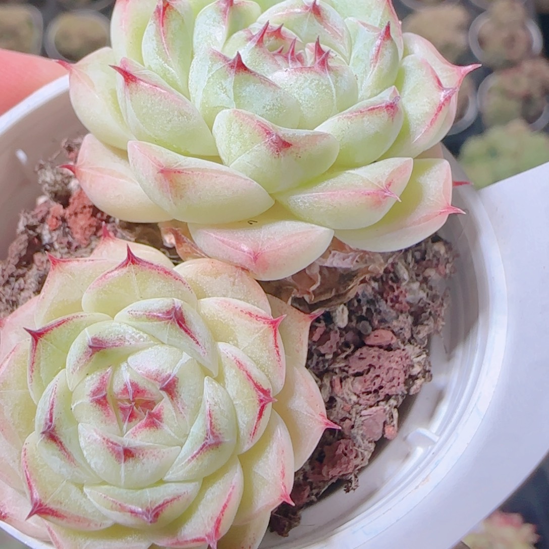 花语逸镜1109-440