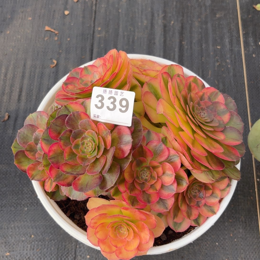 随*12345  339多肉法师