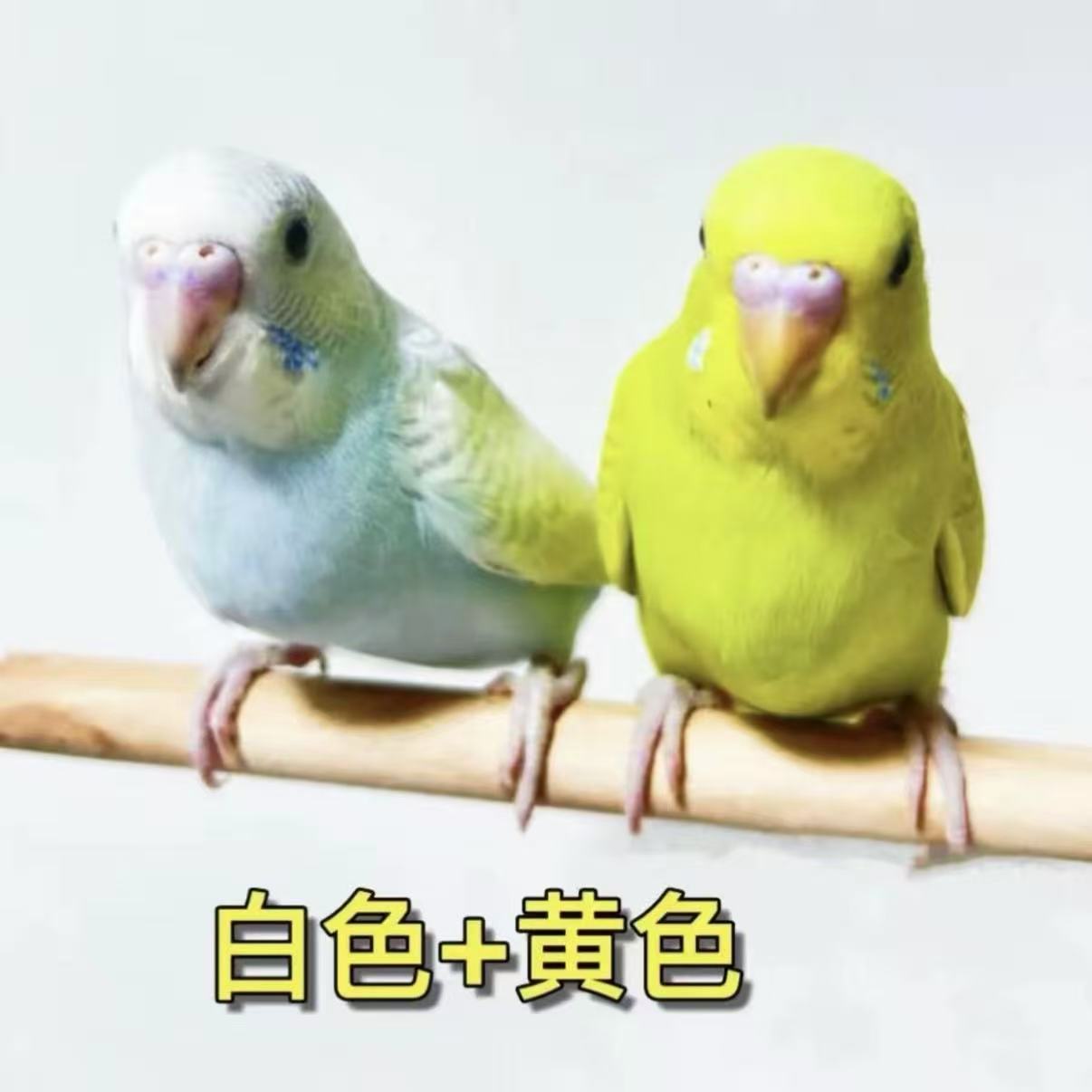 两只彩色鹦鹉观赏鸟手养亲人新手推荐