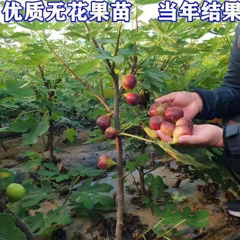 新品种无花果苗特大早熟当年结果无花果树苗超甜耐寒南方北方种植