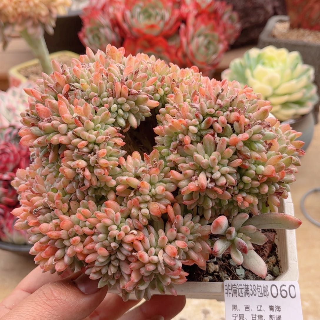 060薄荷锦缀德华多肉