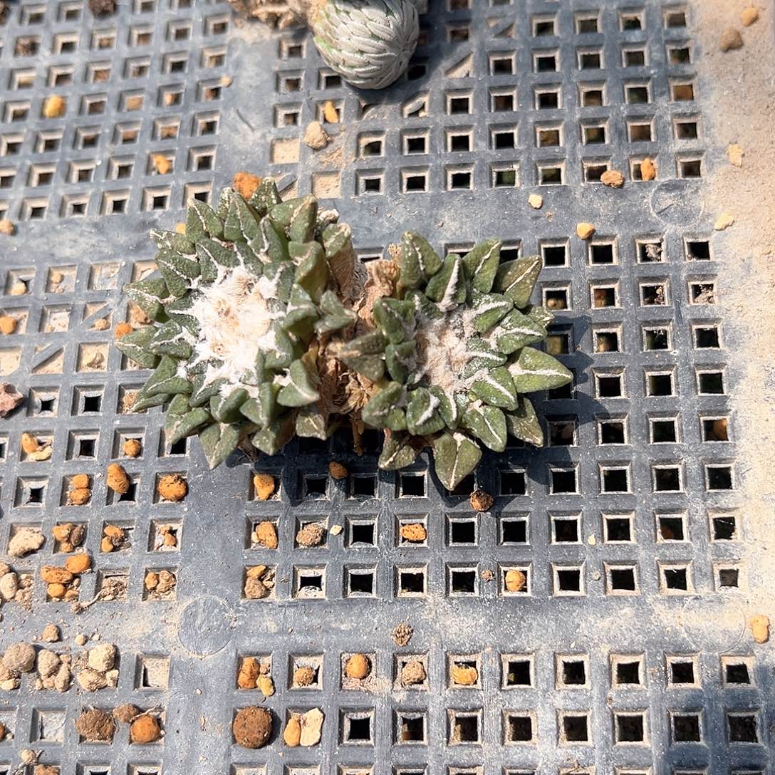 阳***光阳光随单一个寄好好好