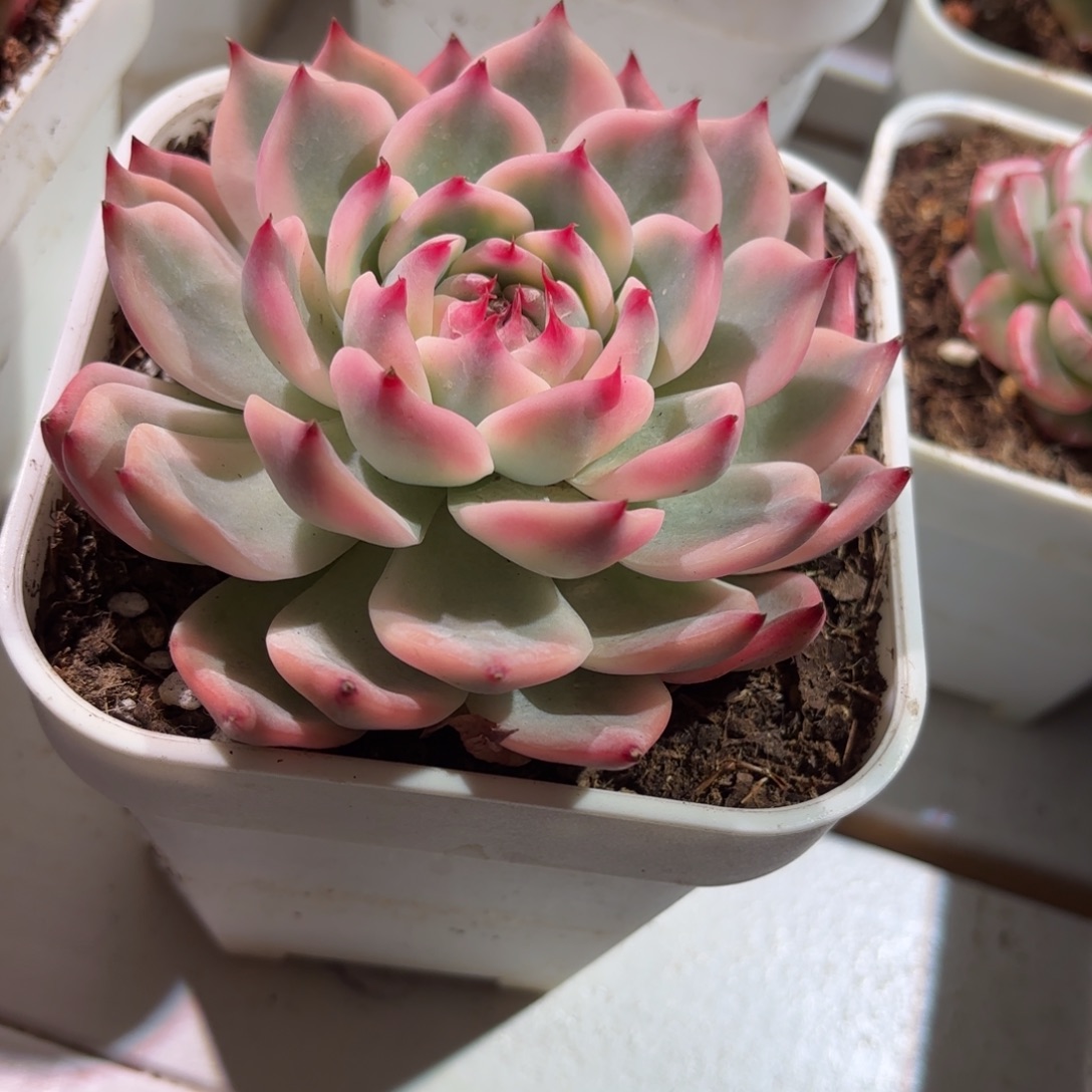 吉娃娃锦多肉植物