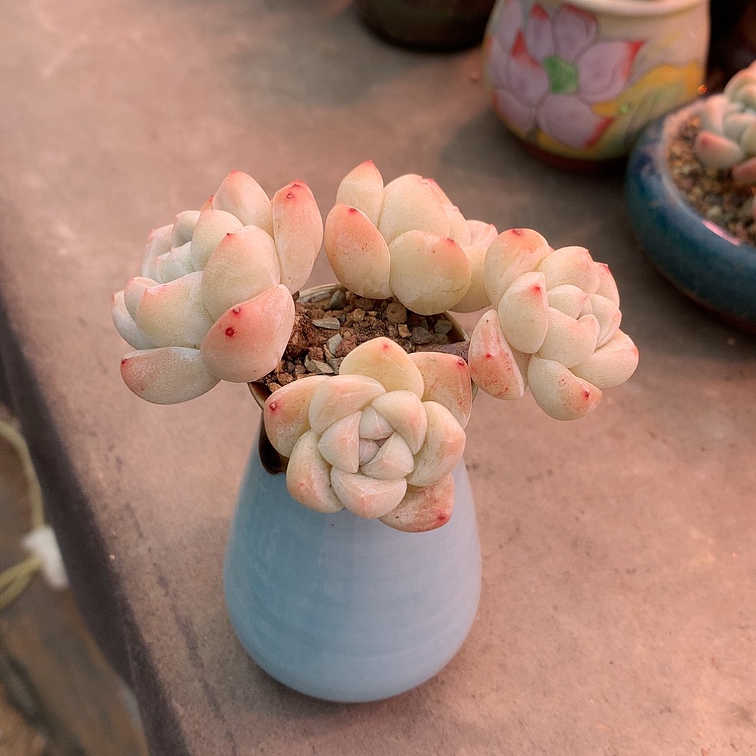 一物一拍，冰玉老庄！脱土发货